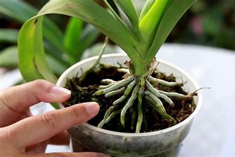 蝴蝶兰如何施肥冒新根