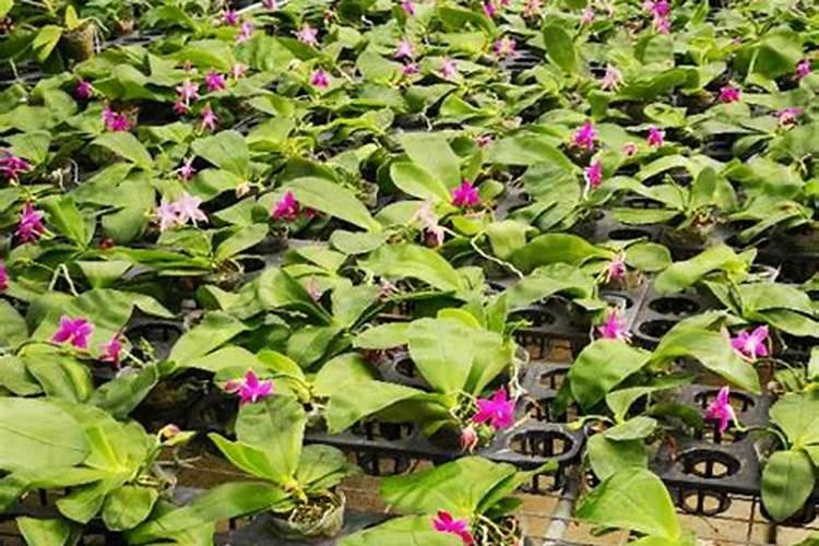 蝴蝶兰如何施肥花箭长得粗