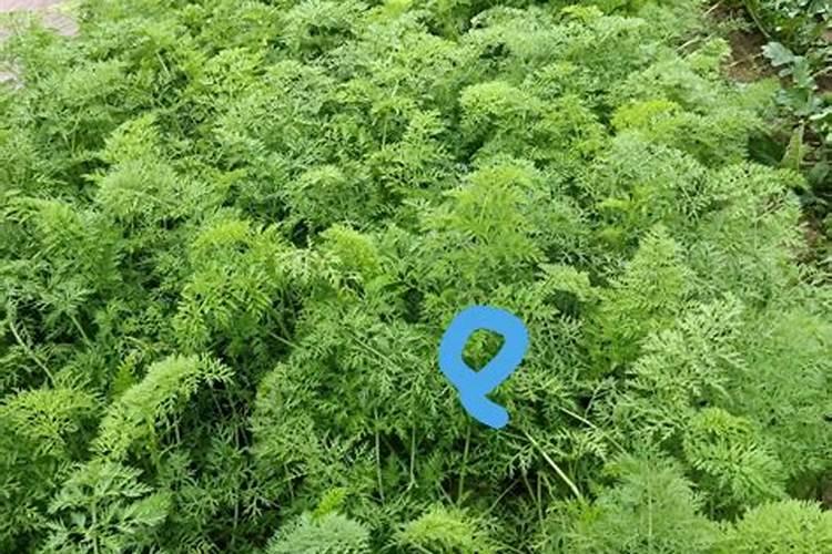 胡萝卜追肥最佳时期