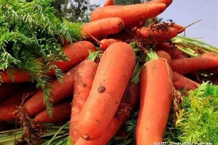 胡萝卜高产需要啥肥料