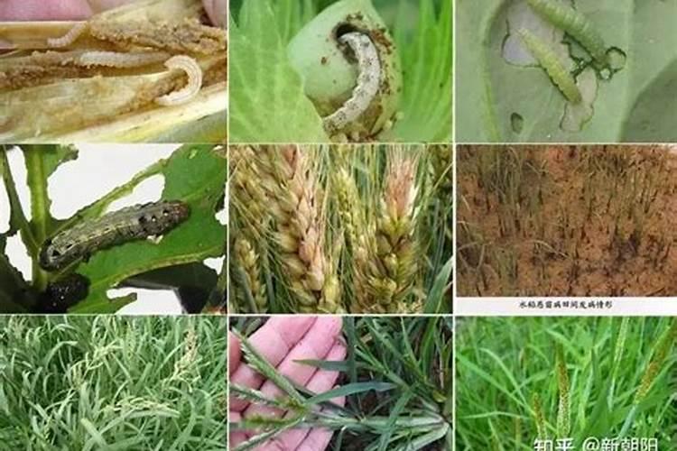 芸苔素用量过多的危害有那些？