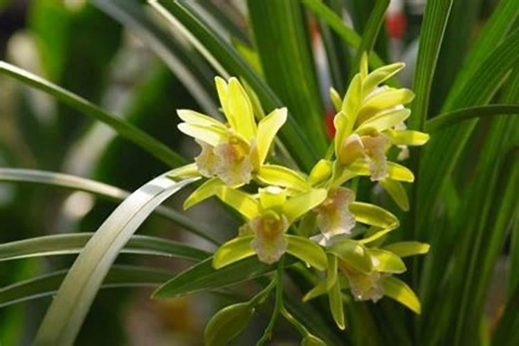 兰花可以用豆饼肥吗,怎样给兰花施饼肥