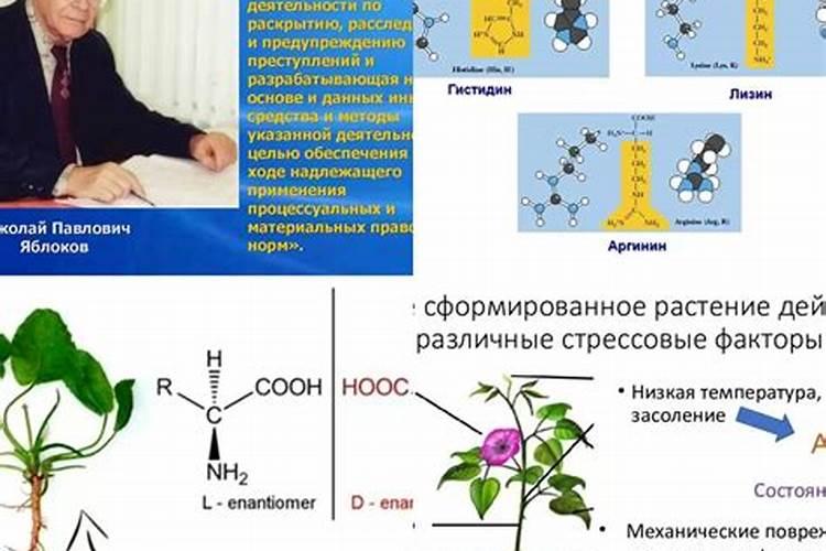 氨基酸对植物的作用