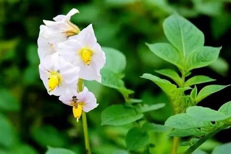 土豆开花期能不能打氨基酸