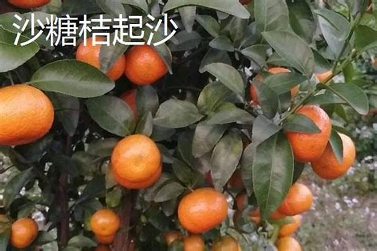 沙糖桔如何增红起沙