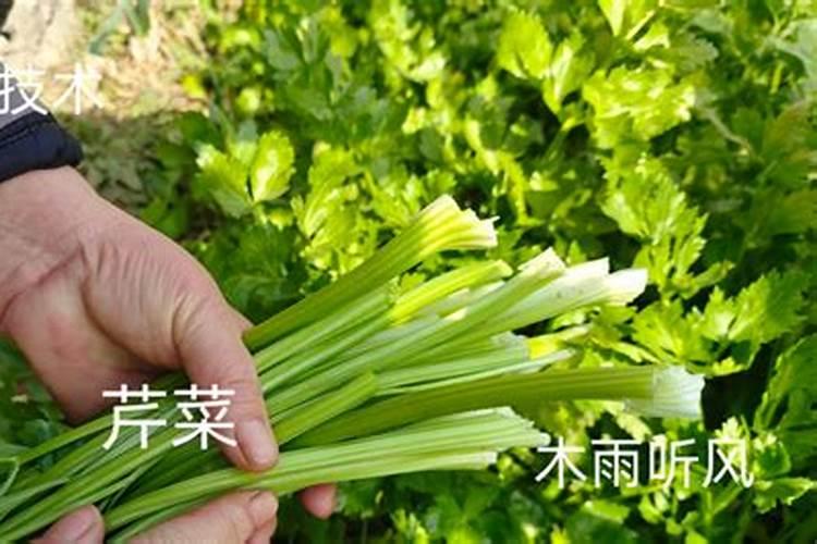 芹菜需要哪种肥料,该怎么施肥才能长好？