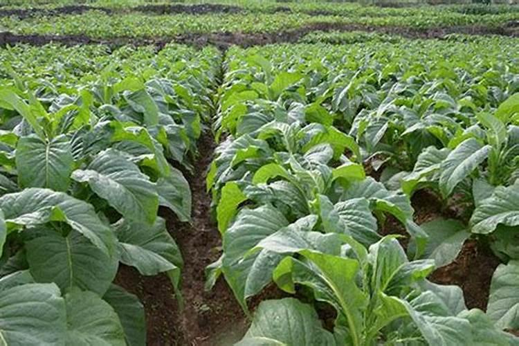 烤烟幼苗氮肥过多怎么办呢？