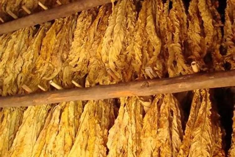 烤烟氮肥过多不落黄剥皮有用吗？