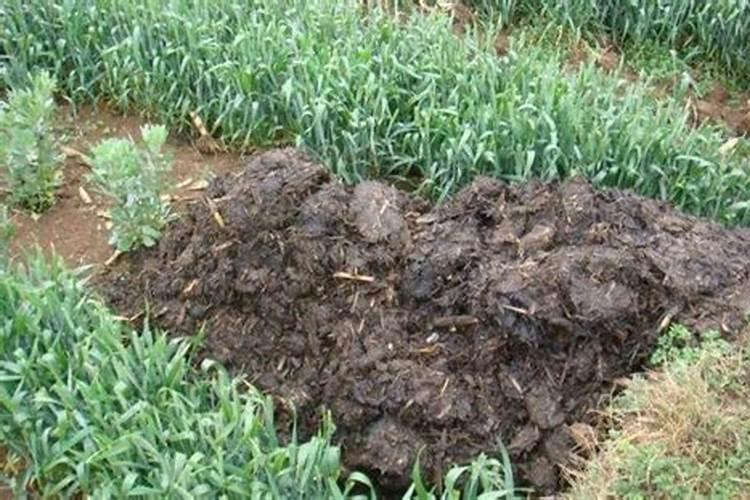 烤烟施肥过量怎么办