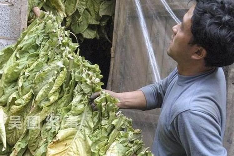 家里种的烤烟烟叶发青现在不见黄是怎么回事