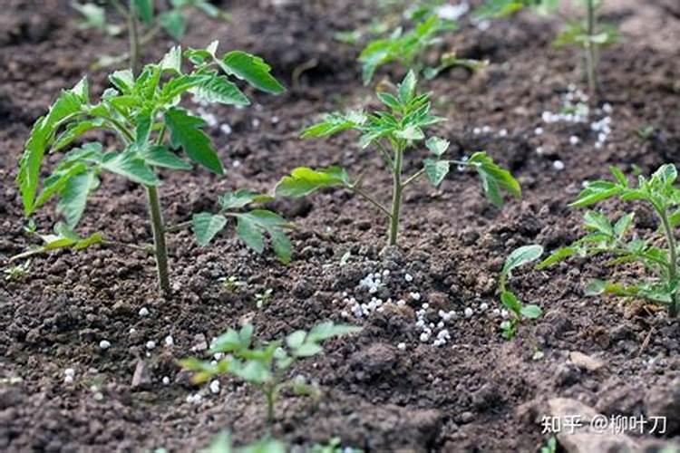 番茄移栽后多久施追肥,缓苗水冲什么肥？