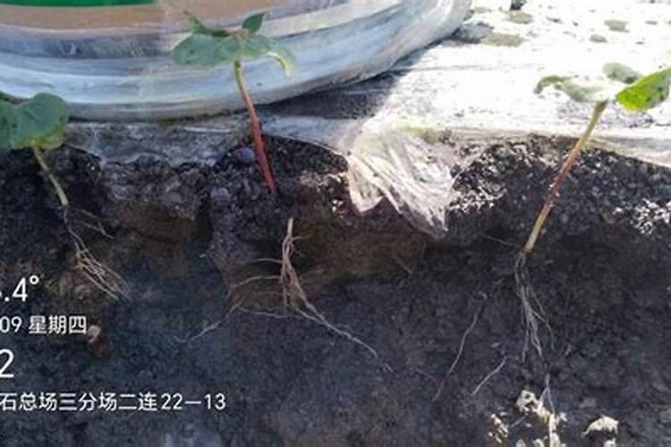 让植物长根主要用什么肥？