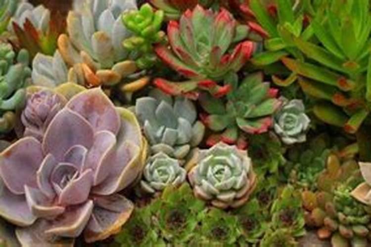 磷酸二氢钾养多肉效果