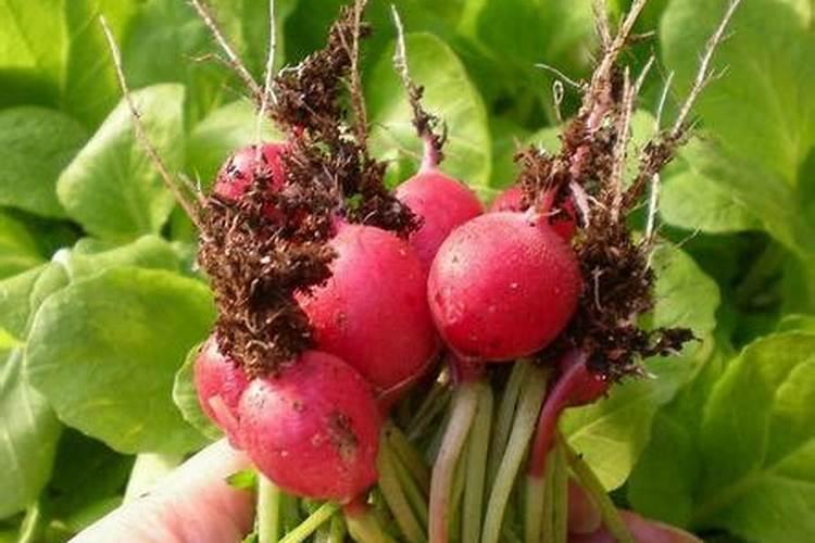 樱桃萝卜什么时候开始施肥？