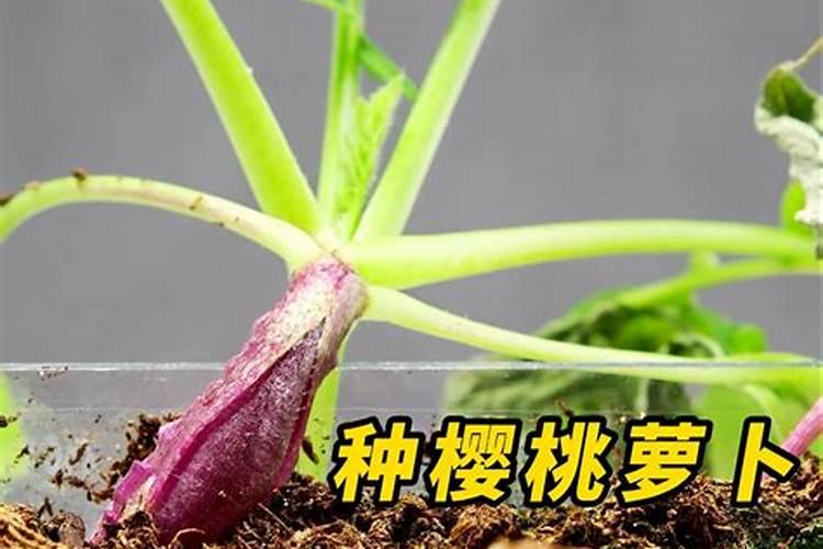 樱桃萝卜开始长果实了怎么施肥