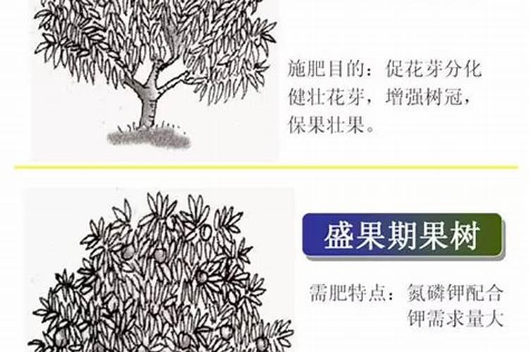 八角果树一年施几次肥？