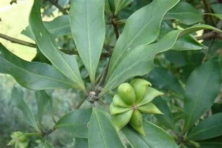 八角最佳种植方法