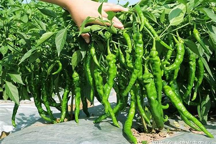 螺丝椒结果期冲啥肥好？
