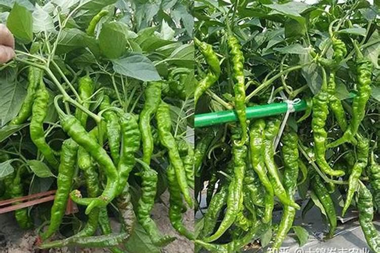 螺丝椒栽培要点