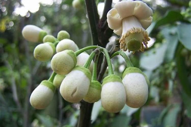 沙田柚开花期可以施碳铵肥吗？