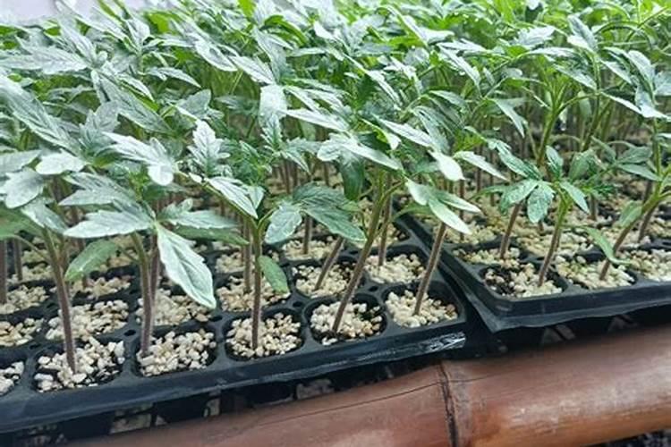 基质育苗的技术