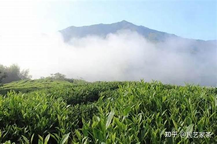 三要素对茶树生育的影响