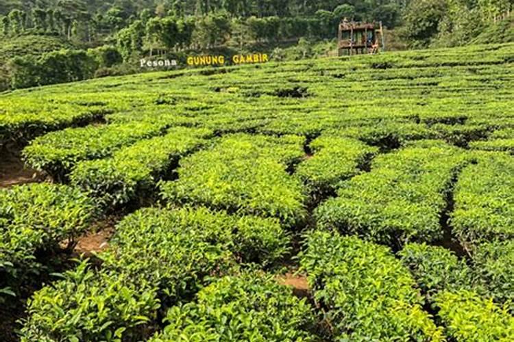 一亩茶园产多少斤茶叶