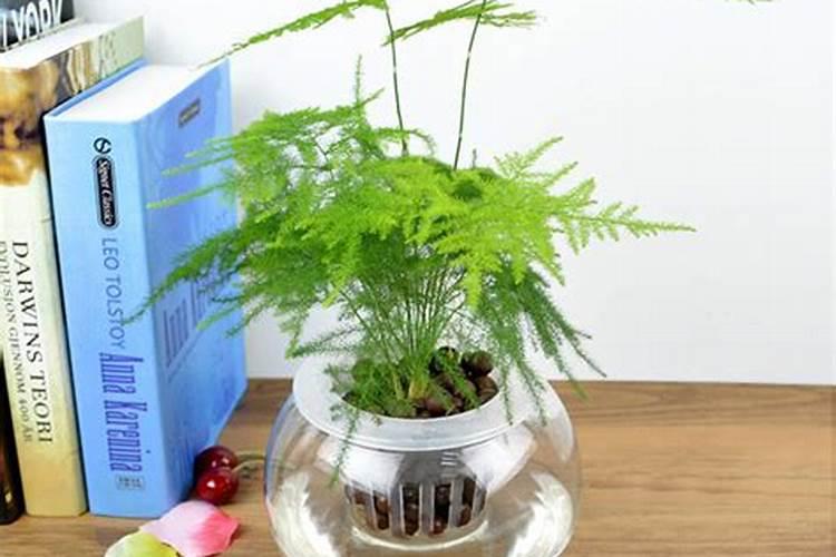 水培的文竹怎么养？