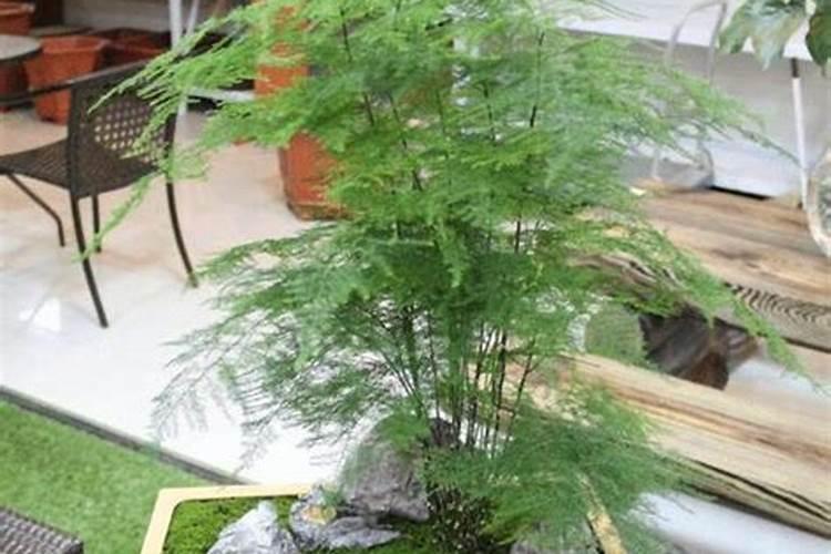 文竹能浇茶水不？什么茶的水？