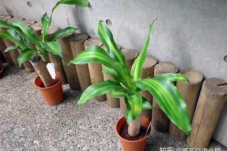 巴西木能长多大