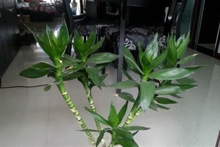 富贵竹属于什么植物类型？