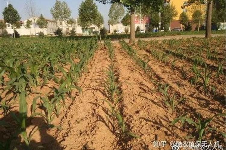 叶面肥的作用有哪些？叶面肥和芸苔素有啥区别？