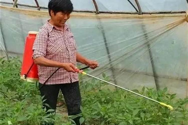 长期使用叶面肥对植株有哪些利弊？