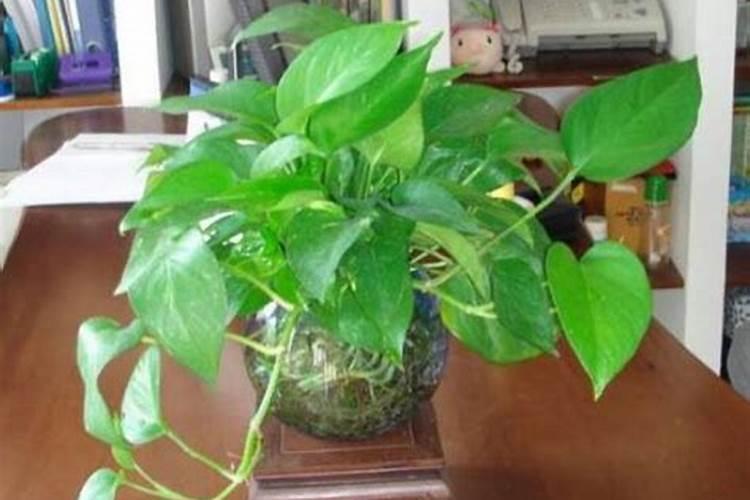 盆栽绿萝冬天怎么施肥