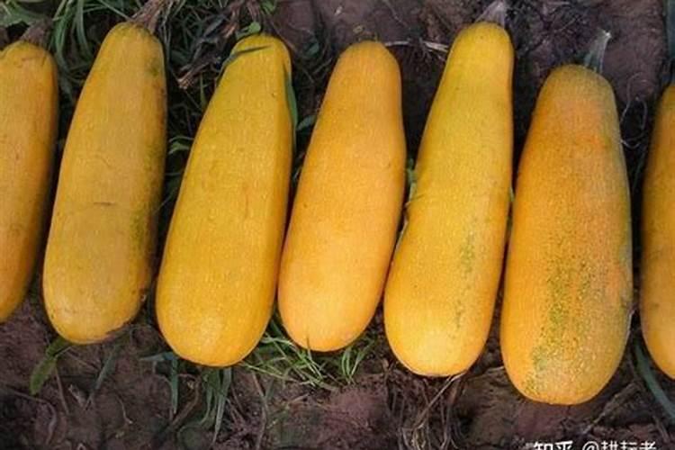 籽西葫芦啥时候浇头水？