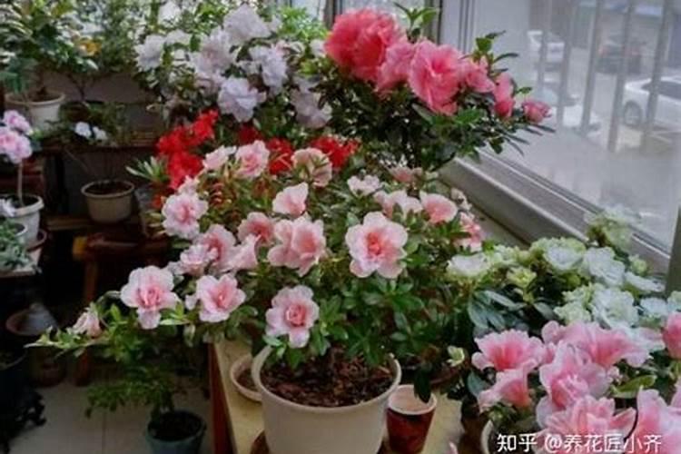 哪些花可以用油当肥料？