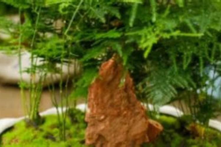 废弃食用油可以做肥料吗？