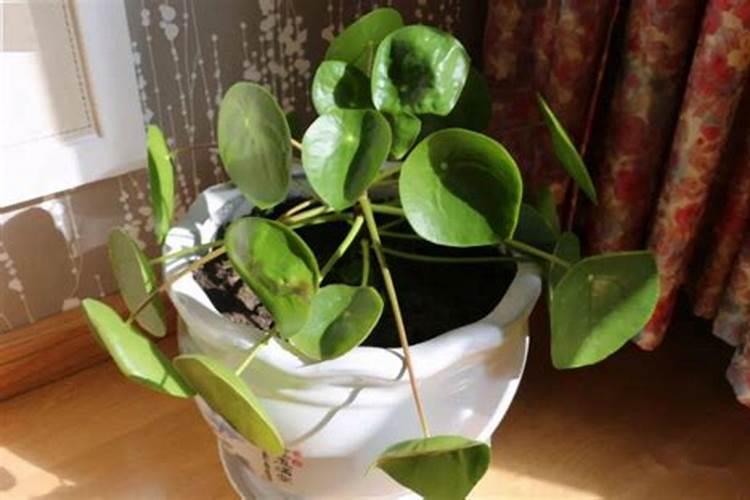 我养的花没有肥料施肥,用什么可以代替？