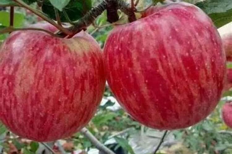 秦脆苹果卸袋后补钙需要多长时间