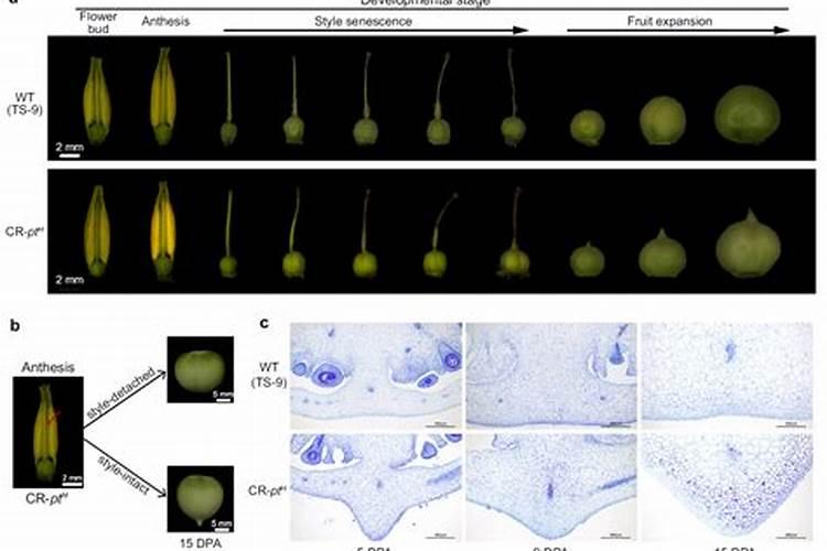 糖醇钙用多少倍会影响果实生长发育