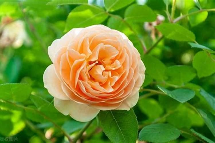 月季必须氮肥吗为什么不长叶子？