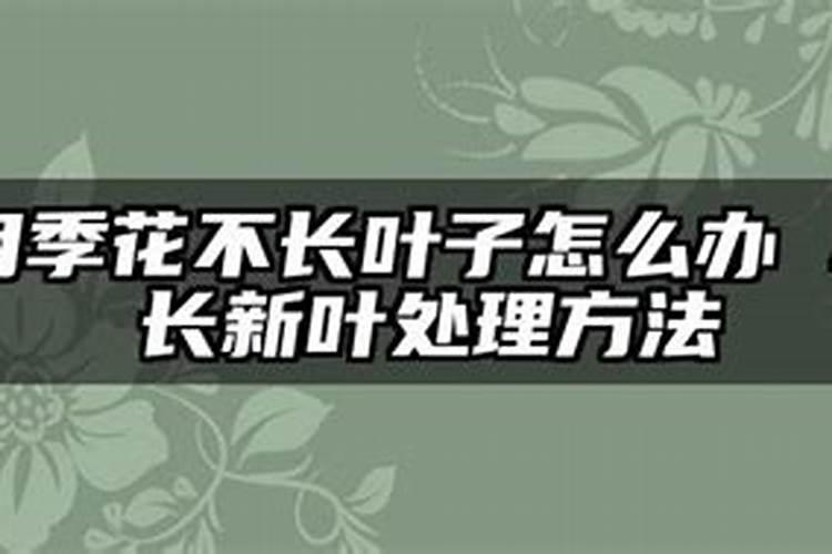 月季花不长叶子怎么办 不长新叶处理方法