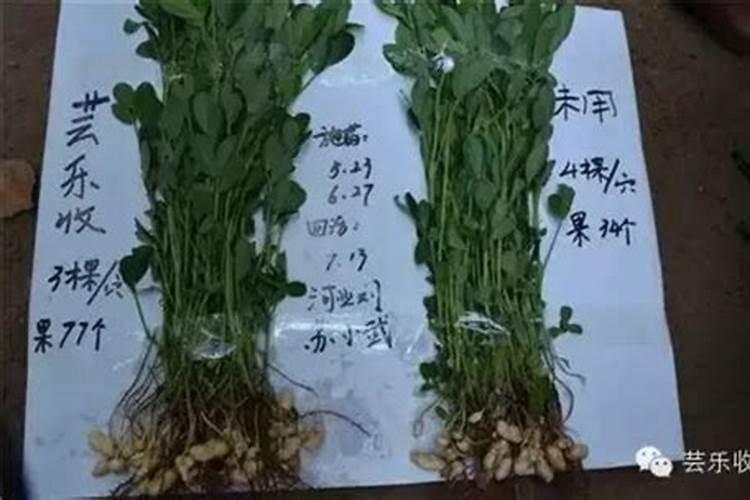 花生打芸乐的正确方法