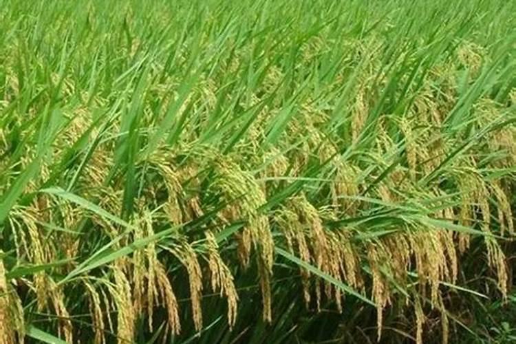 水稻上为什么镁肥用得少呢？