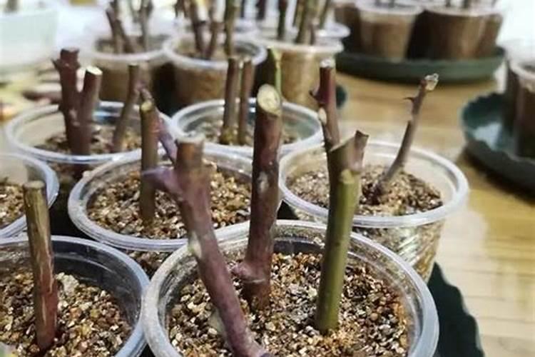 扦插植物怎么消毒