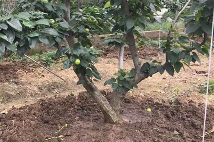 请问梨树秋季怎样施肥？