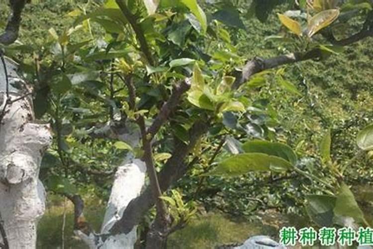 梨树施肥的最佳时间 梨树什么时候施肥