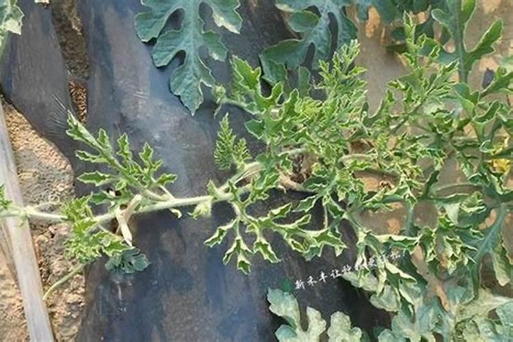 西瓜卷叶咋么办？