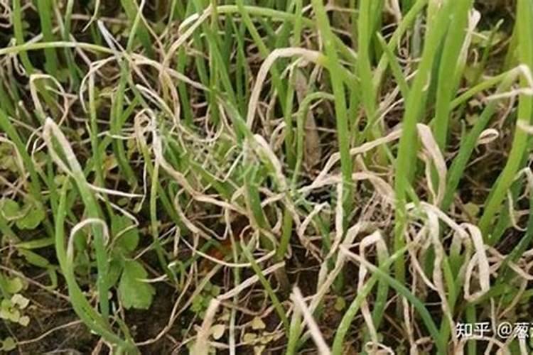 大葱干尖发黑怎么治(大葱干尖原因及防治方法)