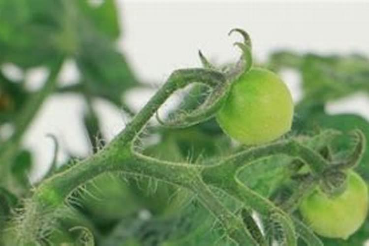 西红柿的叶子干枯和卷曲是什么病造成的？怎么医治？